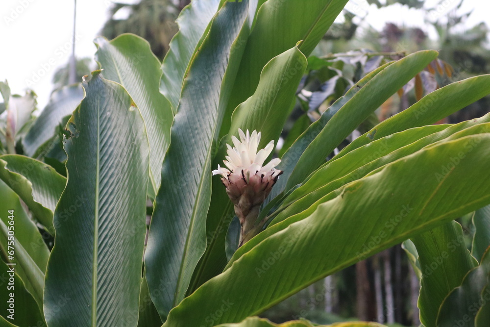 Obraz premium Tropical plant