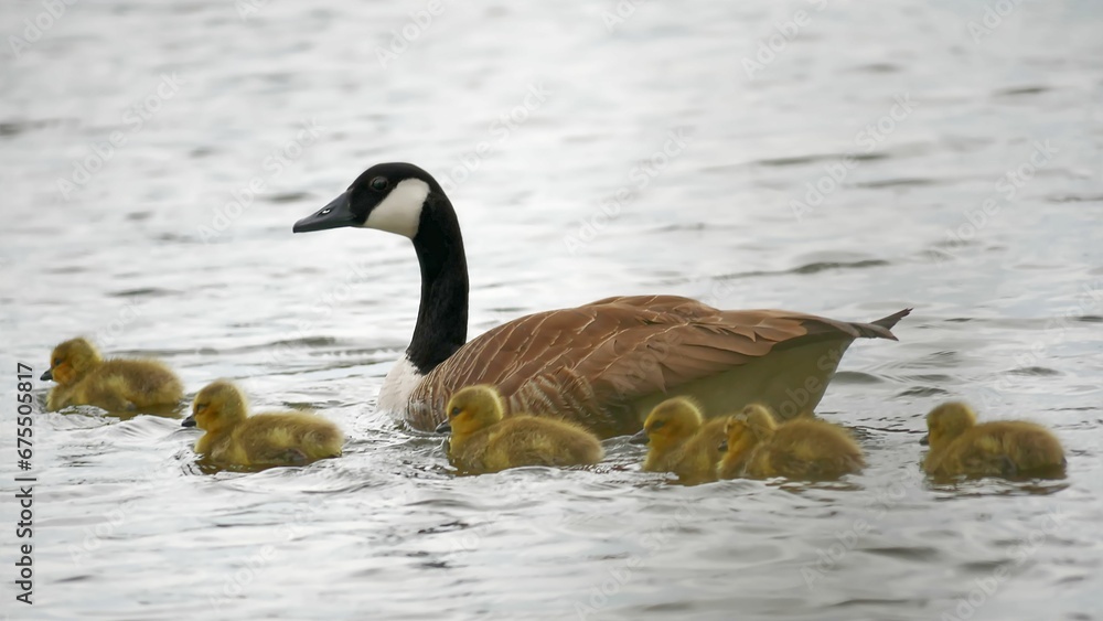 Fototapeta premium Mother duck and her ducklings swimming in a pond surrounded by other ducks