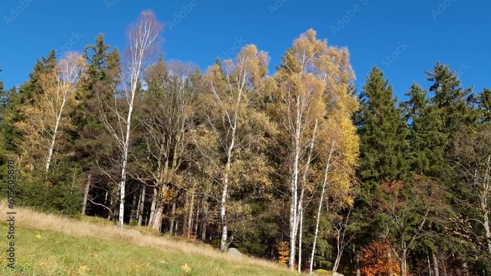 autumn forest in Karkonosze National Park. Poland autumn forest in Karkonosze National Park. Poland