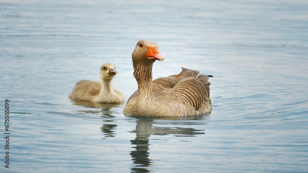 Duck with its duckling peacefully paddle through the water in a row, side by side Duck with its duckling peacefully paddle through the water in a row, side by side
