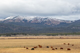 cattle grazing in a field at the bottom of a mountain, image shows a herd of cattle grazing in the flat ground at the base of a yellowstone snow covered mountain in october 2023