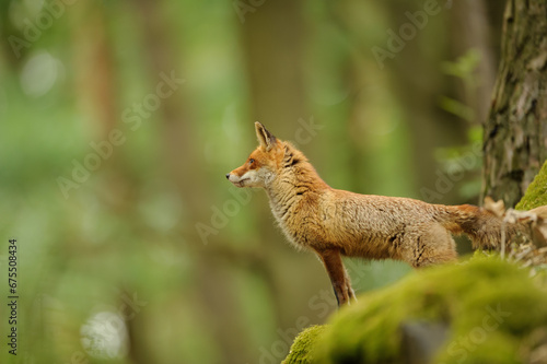 Red fox profile from side in the forest. Vulpes vulpes © Stanislav Duben