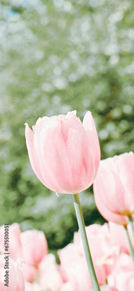Vertical shot of blooming pink tulips on a beautiful field Vertical shot of blooming pink tulips on a beautiful field