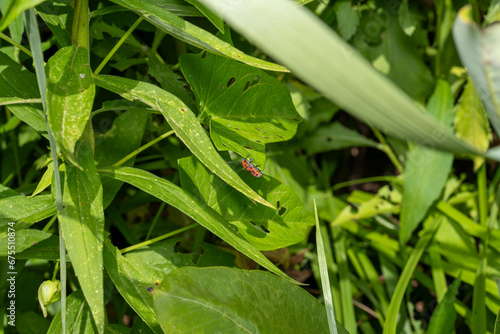 Red Milkweed Beetle photo