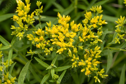 flat-topped goldenrod