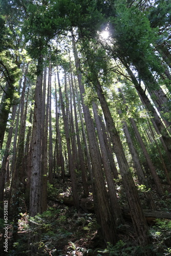 redwood trees in forest