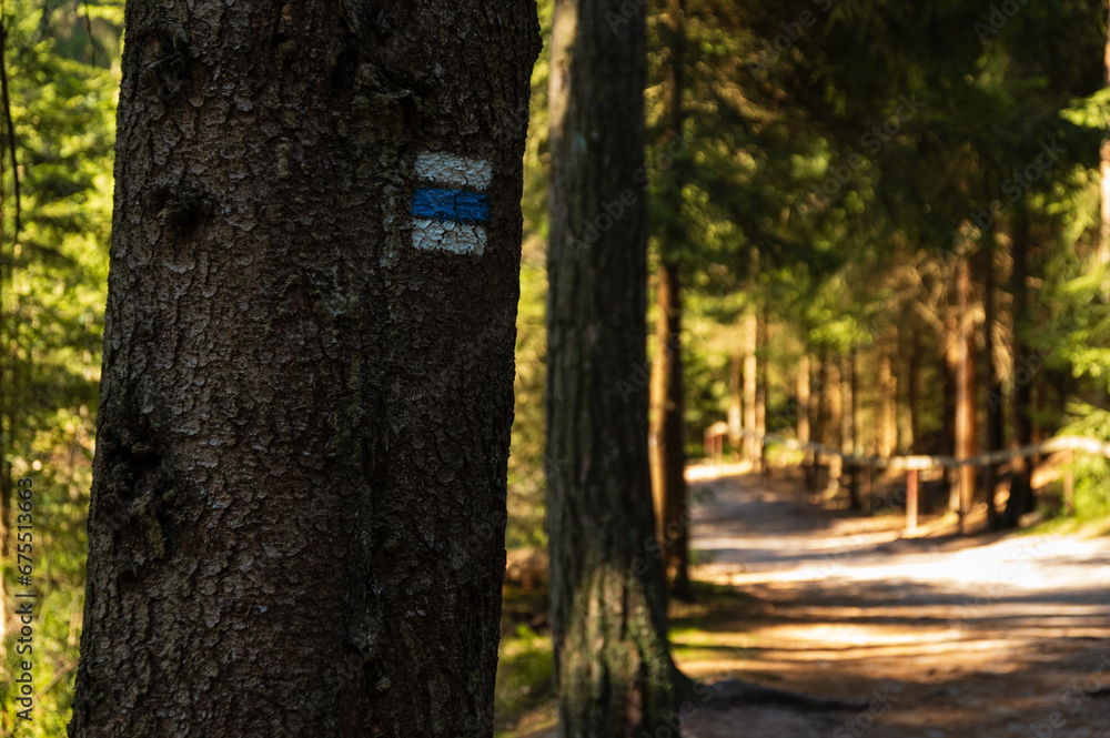Blue Czech hiking sympol painted on tree along hiking track in Adrspach rocks Blue Czech hiking sympol painted on tree along hiking track in Adrspach rocks