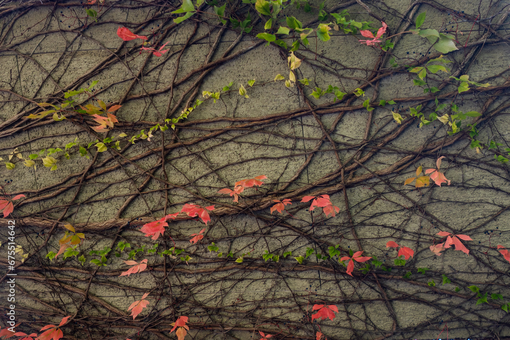 Autumn leaves on the wall of a building closeup of photo Autumn leaves on the wall of a building closeup of photo