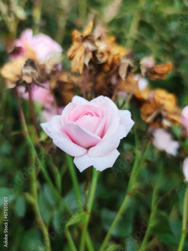 Wallpaper Mural Vertical closeup of a pink rose in a garden Torontodigital.ca
