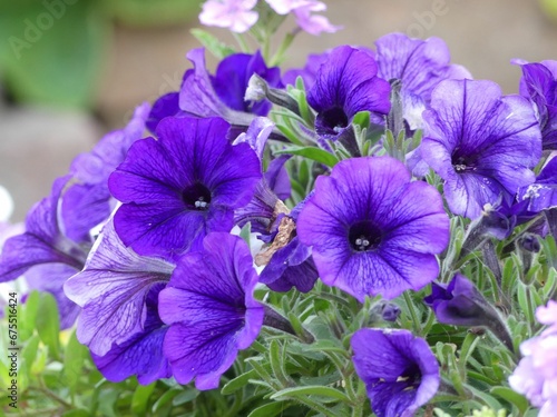 Closeup of blooming purple Petunia flowers