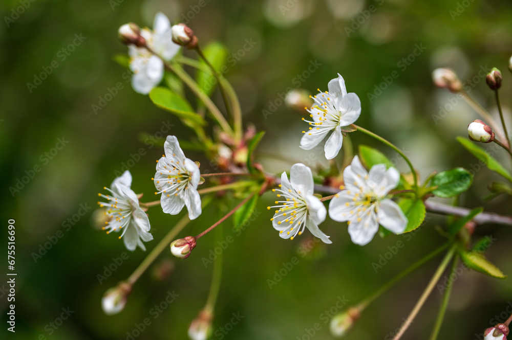 Obraz premium Cherry blossoms