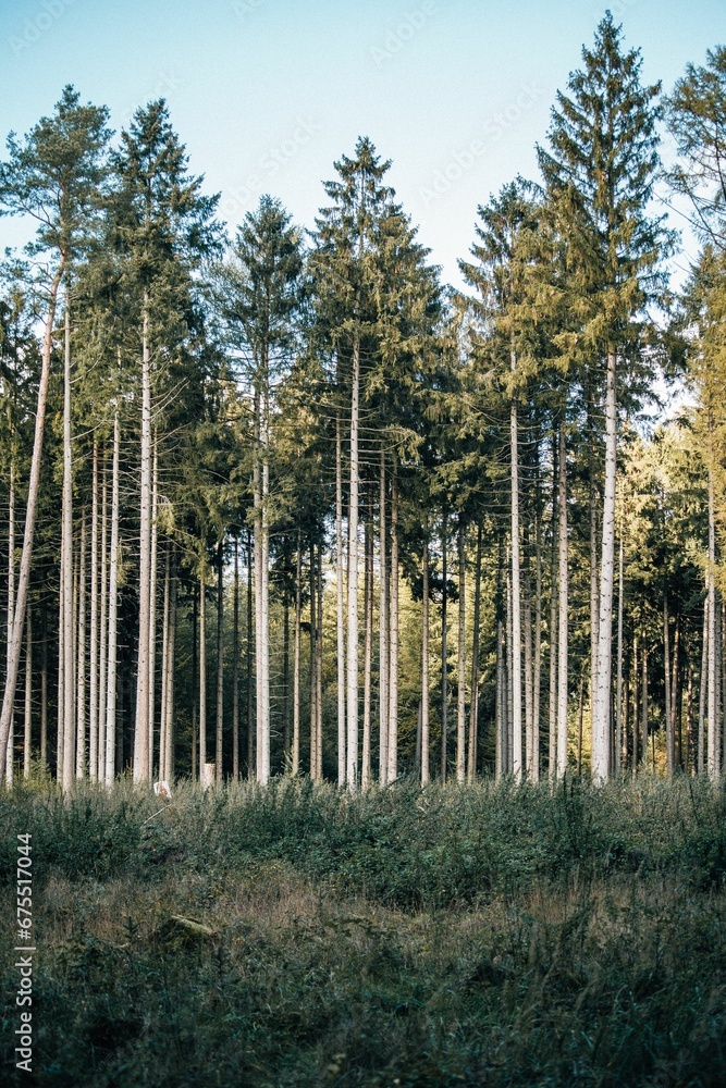 Fototapeta premium Beautiful shot of evergreen pine trees in a lush green forest