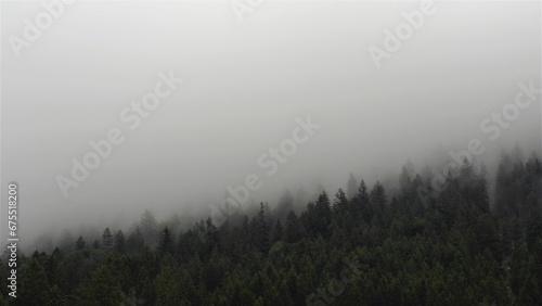 Forest on mountain at foggy day.