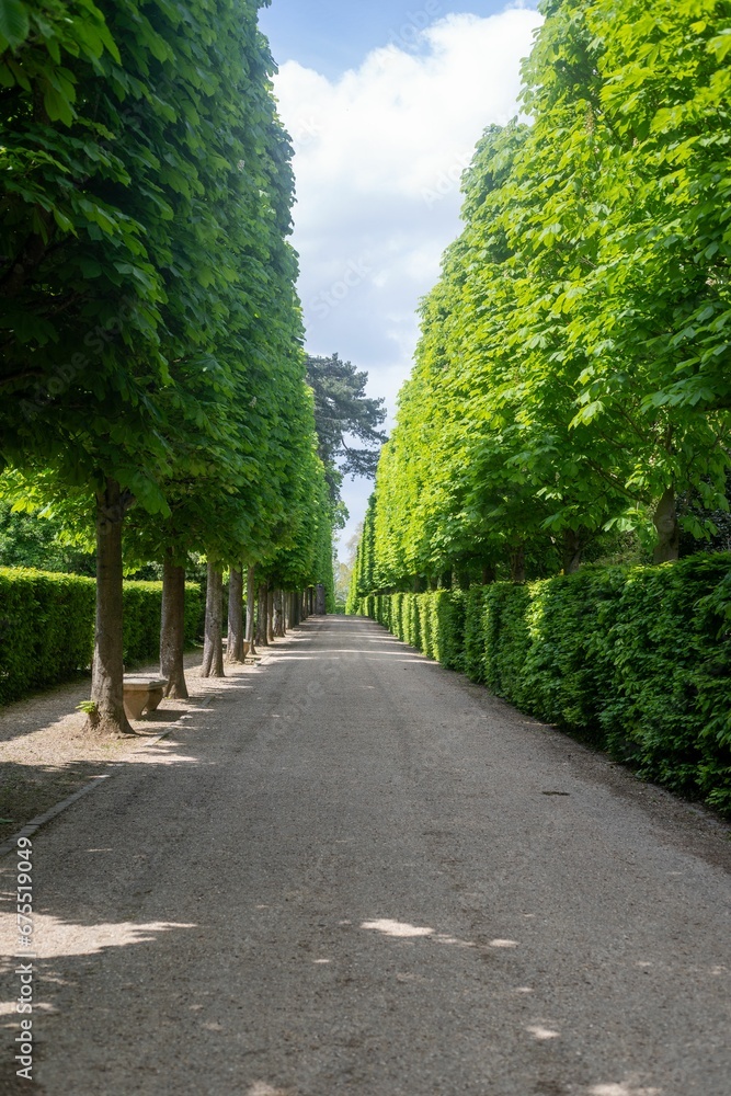 Obraz premium Paved sidewalk flanked by a seemingly endless row of lush trees stretching into the horizon.