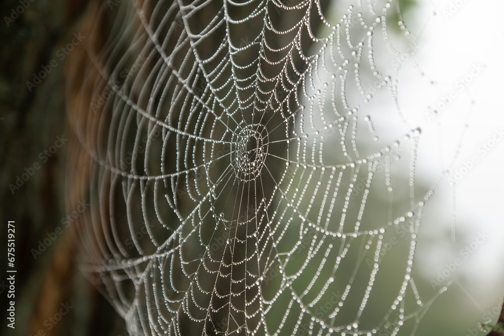 Autumn morning, nature, cobwebs with drops of dew on it.