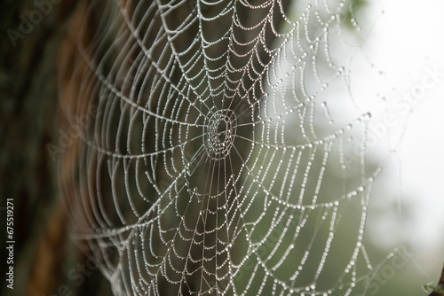 Autumn morning, nature, cobwebs with drops of dew on it.