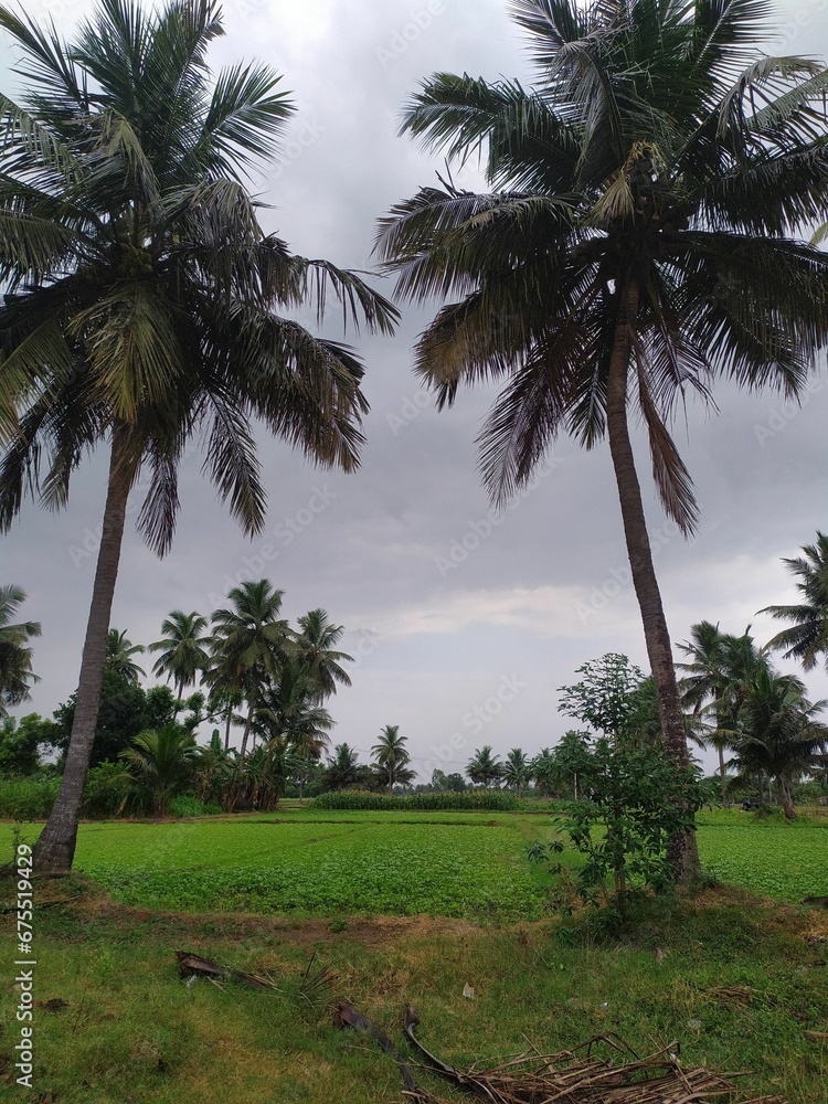 Vertical shot of palm trees in a tropical place on a cloudy day Vertical shot of palm trees in a tropical place on a cloudy day