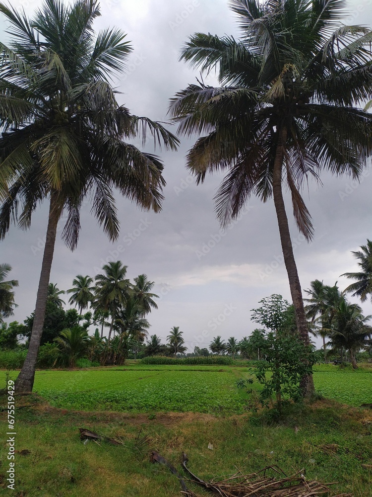 Vertical shot of palm trees in a tropical place on a cloudy day