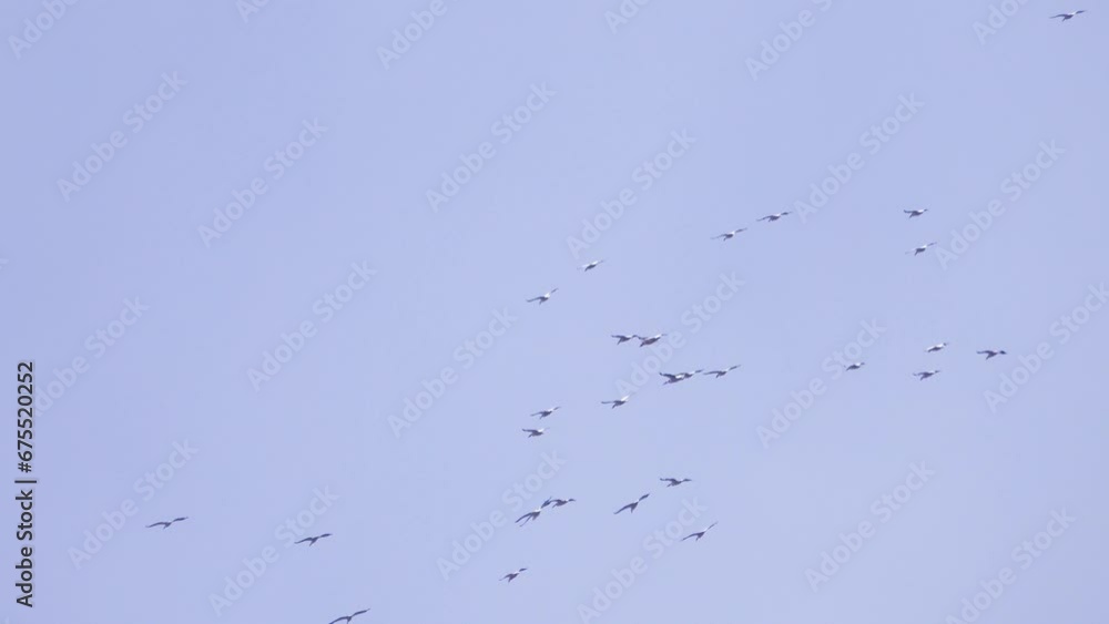A flock of white pelican (Pelecanus crispus) is circling high in the sky A flock of white pelican (Pelecanus crispus) is circling high in the sky