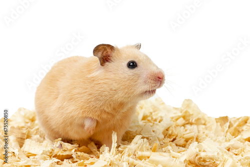 Surprised hamster. Hamster isolated on white background.