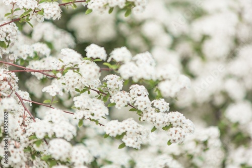 Blooming white three in park. Flower blossom. © BillionPhotos.com