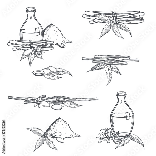 Neem twigs and  oil.   Sketch  illustration.