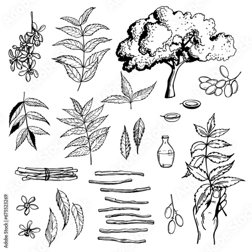 Neem set.   Sketch  illustration.