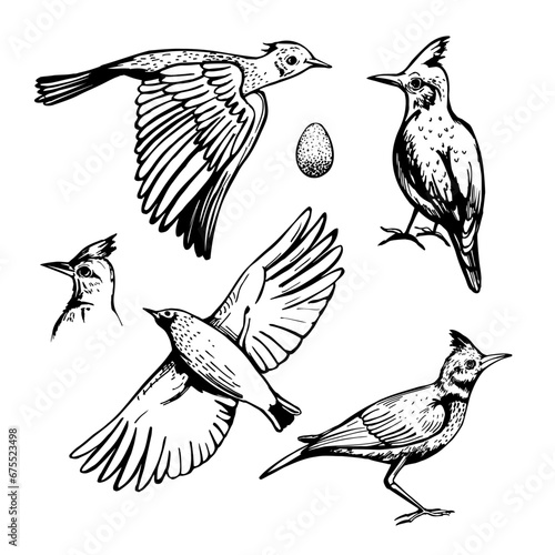 Crested lark   set .  Sketch illustration.