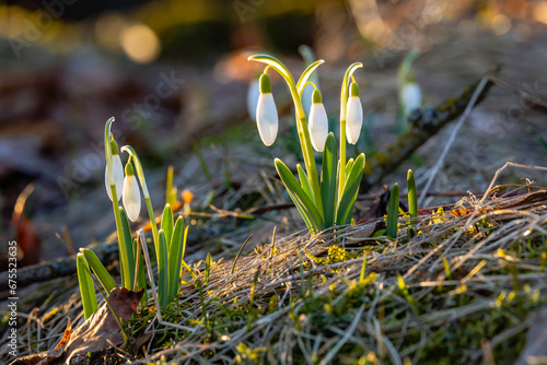 spring snowdrops flowers