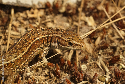 Closeup on the head of a European live-bearing lizard, Zootoca vivipara sitting on the ground photo