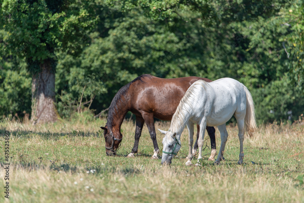 Lipizzaner is a breed of horse originating from Lipica Lipizzaner is a breed of horse originating from Lipica