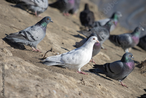 pigeons sit on the edge of a cliff © drakuliren