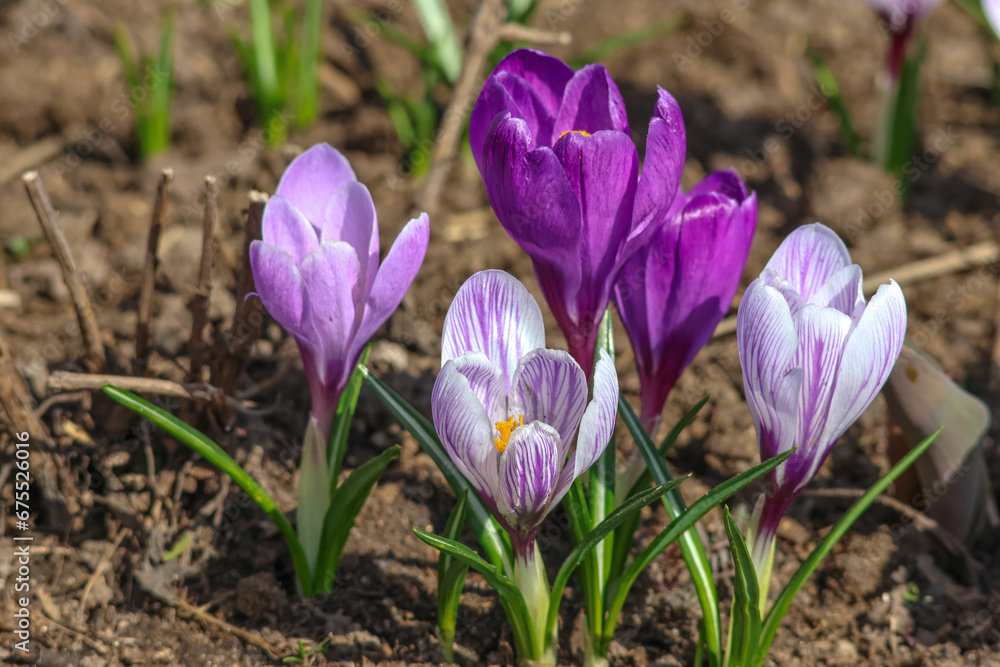 Purple crocus flowers on a lawn Purple crocus flowers on a lawn