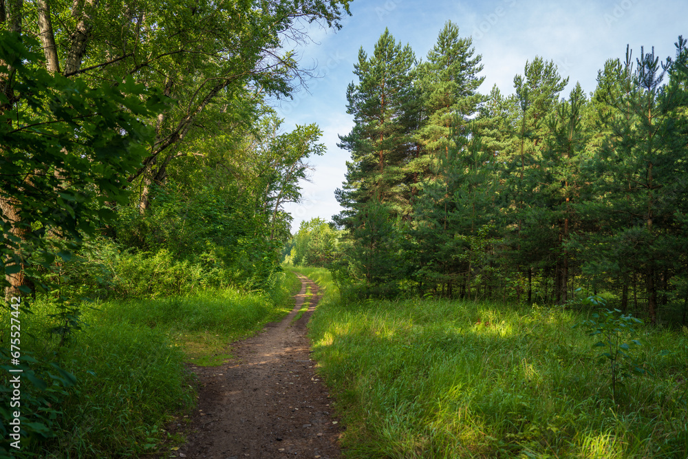 Fototapeta premium View of the road passing through the forest. Walk in the park