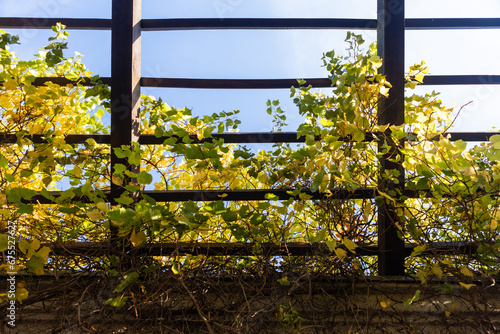Wallpaper Mural background of a roof entwined with autumn ivy against the sky Torontodigital.ca