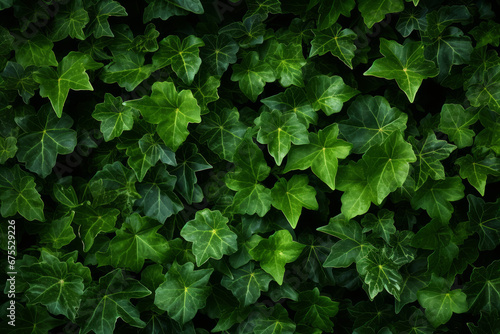 Top-down view of fresh ivy, external surface material texture