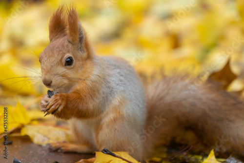 Autumn scene with a cute red squirrel.