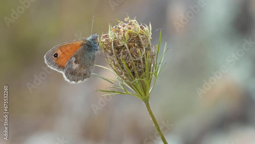 Coenonympha pamphilus is a small butterfly also called Linnaean nymph or nispola of the family Nymphalidae. photo