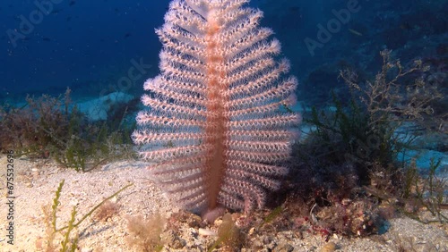 Deep underwater - Sea pen 46 meters depth photo