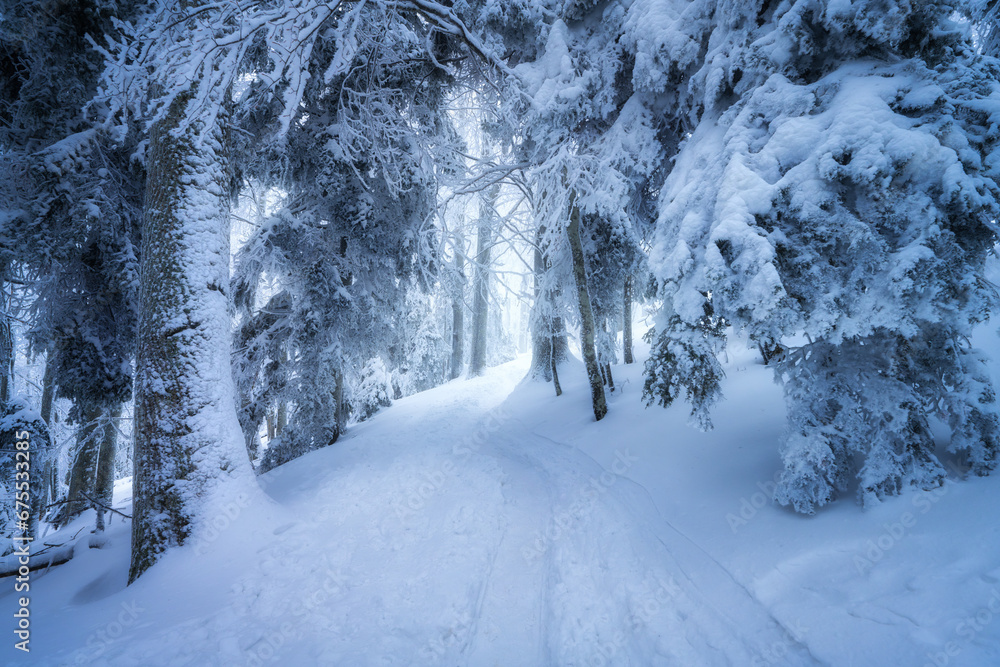 Road in snowy forest in fog in beautiful winter day. Colorful landscape with trees in snow, trail in evening. Snowfall in foggy woods. Wintry woodland. Snow covered forest at dusk. Trees in hoar - obrazy, fototapety, plakaty 