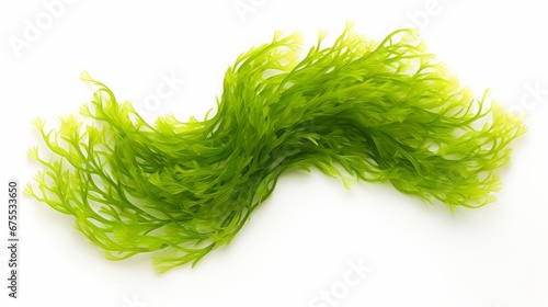 green seaweed. © Yahor Shylau 