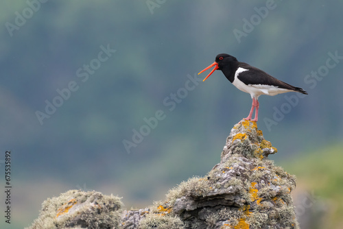 Photos Eurasian oystercatcher (Haematopus ostralegus), Kintyre peninsula, Scotland