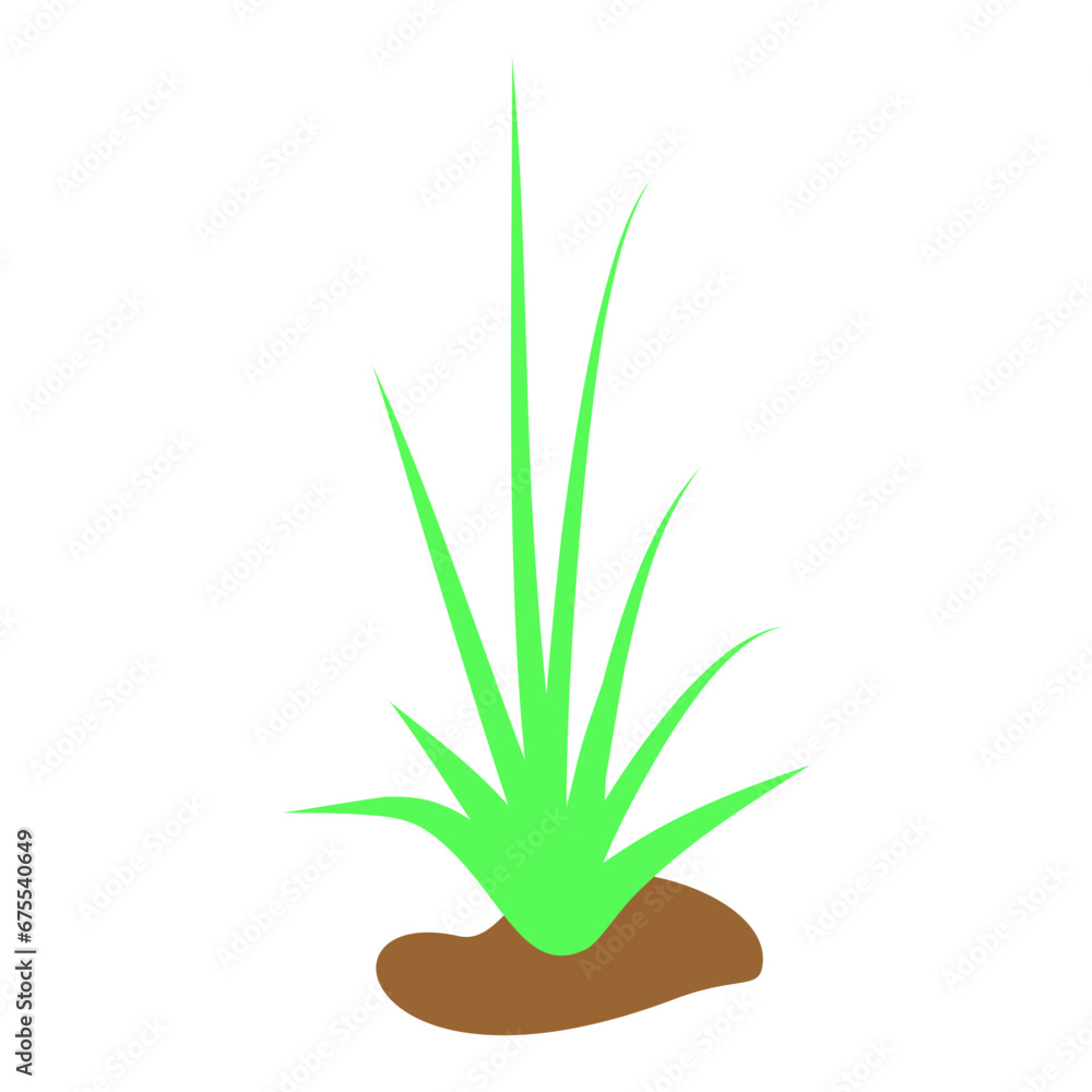 Grass Grass