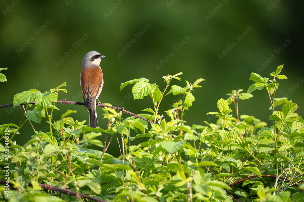 Red Shrike Bird sitting on a branch and looking for the victim of hunting. Poznań. Poland. Red Shrike Bird sitting on a branch and looking for the victim of hunting. Poznań. Poland.