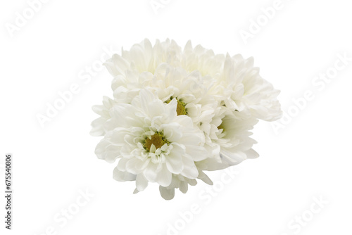 白バックの白色の菊の花束