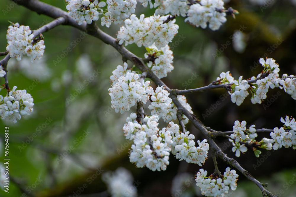 Spring white blossom of plum prunus tree, orchard with fruit trees in Betuwe, Netherlands in april Spring white blossom of plum prunus tree, orchard with fruit trees in Betuwe, Netherlands in april