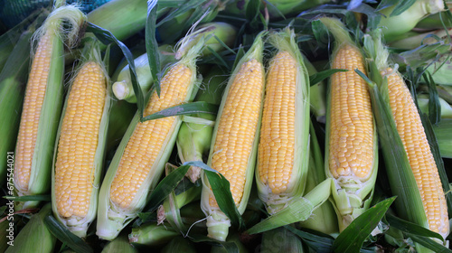 Sweet corn is a variety of maize with a high sugar content is the result of a naturally recessive mutation in the genes which control conversion of sugar to starch inside the endosperm of the corn photo