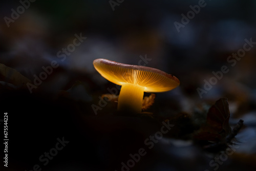 Glowing beechwood sickener toadstool on forest floor 