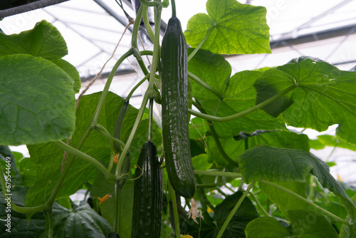 Tasty organic green cucumbers plants growth in big Dutch greenhouse, everyday harvest
