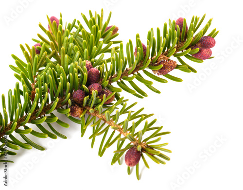 picea branch with pinecones photo